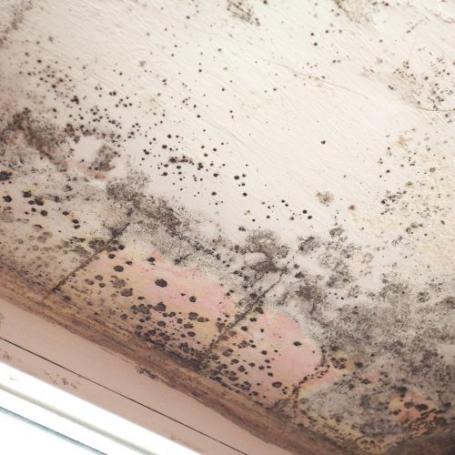 Wates Dedicate Service to Tackle 160,000 Mouldy Social Homes