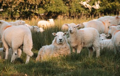 Wool Insulation Wales: How to Utilise Resources for Healthy Homes