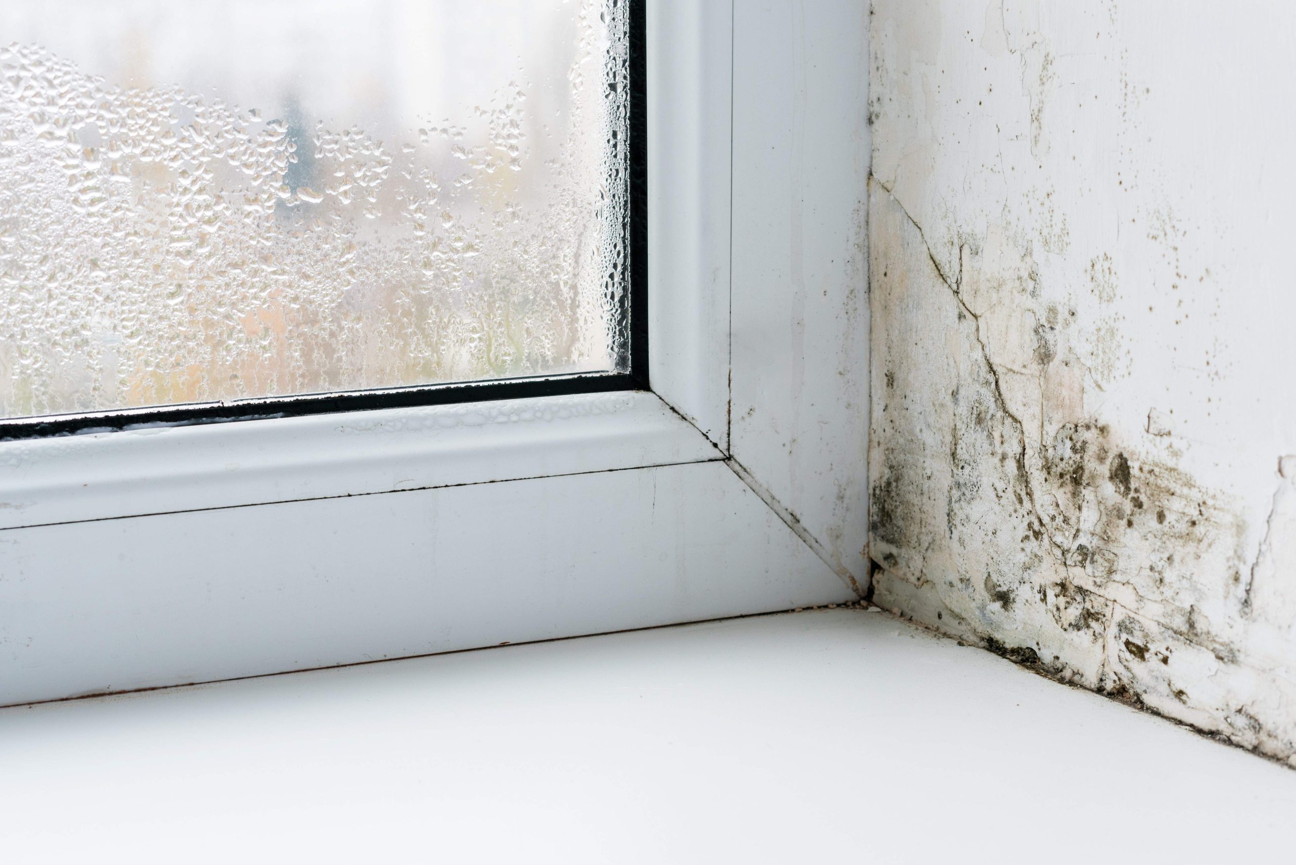 Over 1,100 Private Rented Homes Have Dangerous Damp and Mould